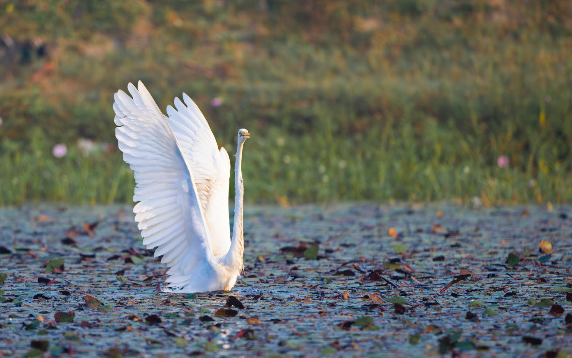 Ayurveda | Co-Living with the Five Elements for Better Living